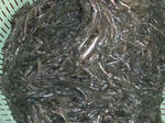 DSCF9490.jpg