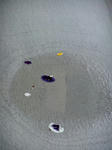 DSCF9717.jpg
