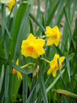 DSCF9772.jpg