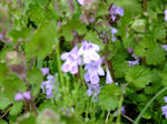 DSCF9766.jpg