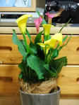 DSCF9820.jpg