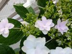DSCF9844.jpg