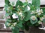 DSCF9929.jpg