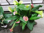 DSCF9930.jpg