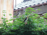 DSCF0068.jpg