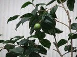 DSCF0246.jpg