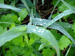 DSCF0352.jpg