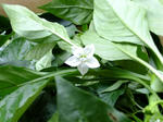 DSCF0424.jpg