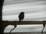 DSCF0558.jpg