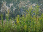 DSCF0696.jpg