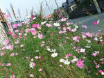 DSCF0697.jpg
