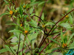 DSCF0700.jpg