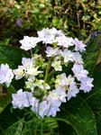 DSCF0741.jpg