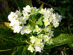 DSCF0742.jpg