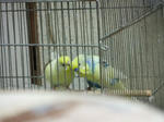 DSCF0795.jpg