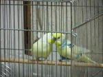 DSCF0796.jpg
