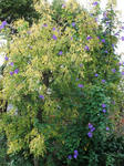 DSCF0802.jpg