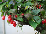 DSCF0969.jpg