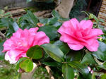 DSCF0976.jpg