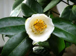 DSCF0975.jpg