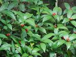 DSCF0974.jpg
