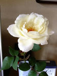 DSCF0973.jpg