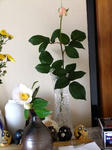 DSCF0981.jpg