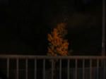 DSCF0962.jpg