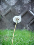 DSCF1081.jpg