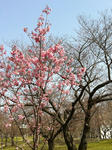 IMG_0273.jpg