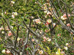 IMG_1828.JPG