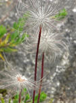 IMG_2223.JPG