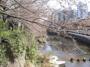 RIMG0285.JPG