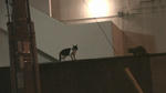 猫の発情期
