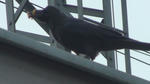 洗濯バサミを盗むカラス