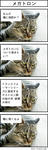 猫に相談メガトロン♪