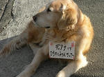 使役犬