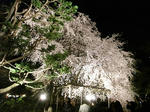 20080328_00.jpg