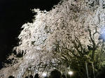 20080328_01.jpg