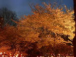 20080329_01.jpg