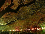 20080329_02.jpg
