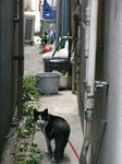 そんなの猫には関係ないよね