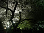 20080402_chidori01.jpg