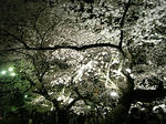 20080402_chidori04.jpg