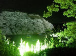 手前は菜の花のようなもの