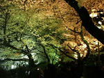 20080402_chidori07.jpg