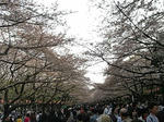 葉桜