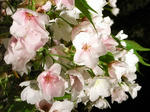 20080415_05.jpg