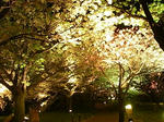 20080415_06.jpg