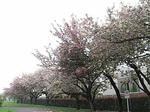 20080420_01.jpg